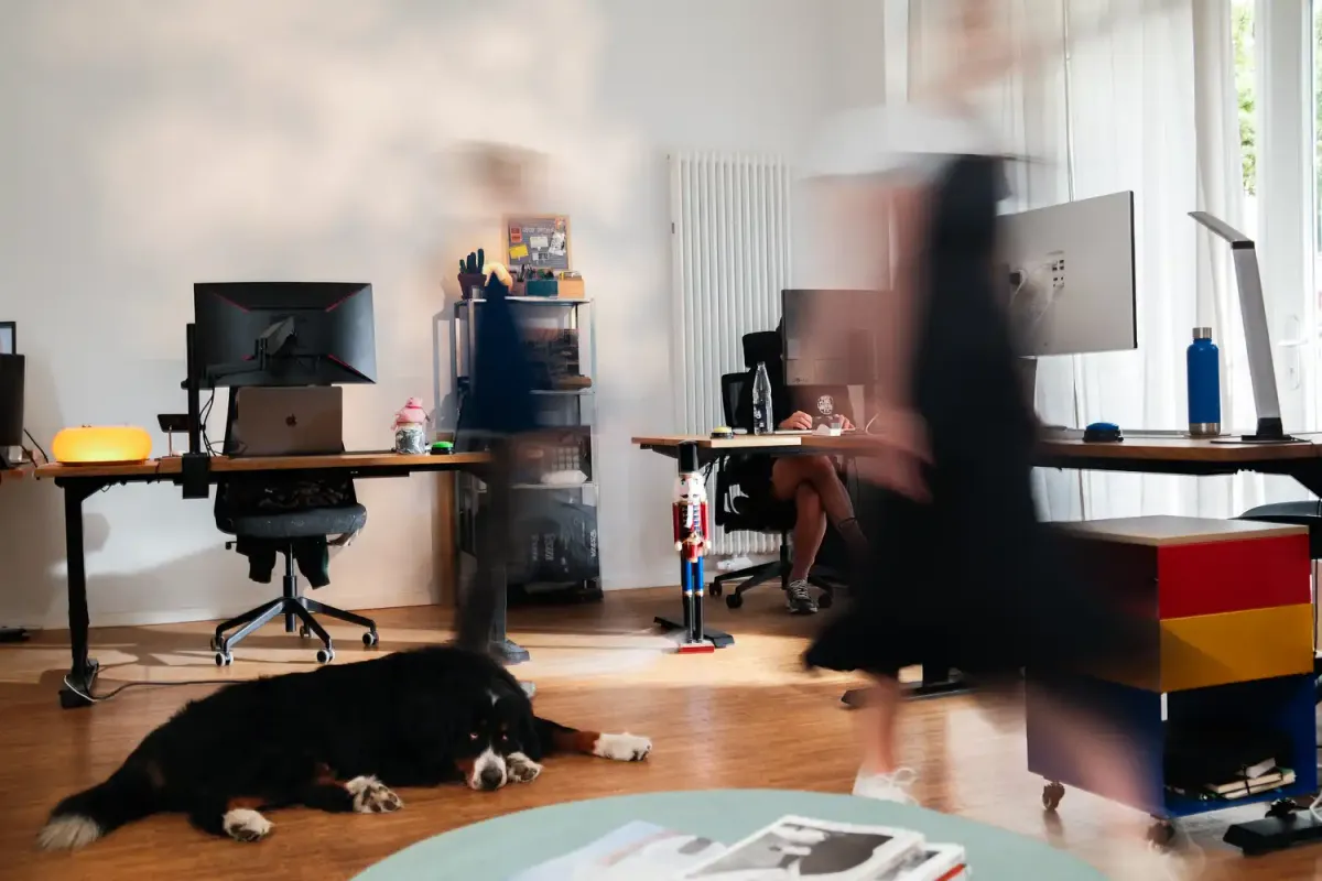 Modern office with height-adjustable desks, monitors and dog on wooden floor
