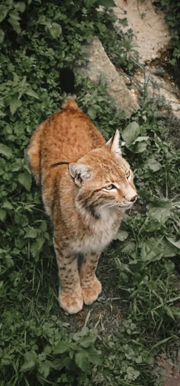 Lynx Thuringia