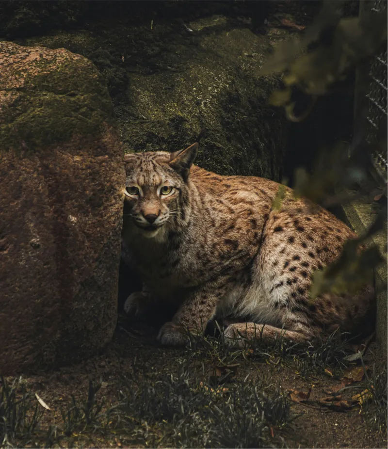 Lynx Thuringia