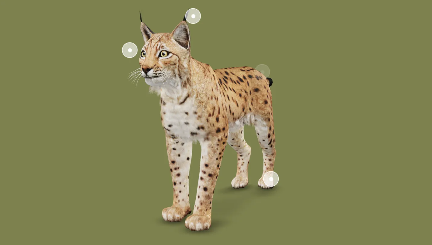 Lynx Thuringia